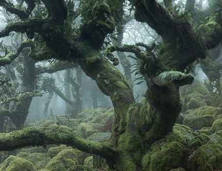woodlands tangled